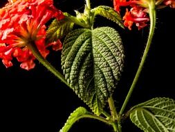 wild plant with red flowers on a black background