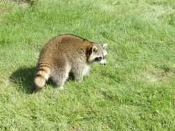 raccoon is standing on the green grass