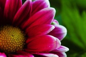 dark pink chrysanthemum close-up