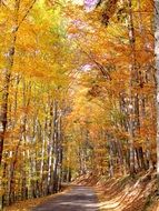 Autumn deciduous forest in October