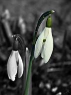 gentle and cute snowdrop