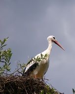 bottom view of a stork in the nest