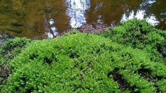 photo of green moss on a stone near a lake in the forest