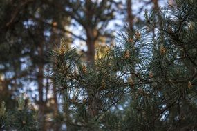 pine cone in sunny forest closeup