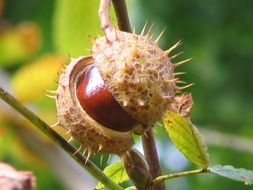 chestnut in prickly shell on a branch close up