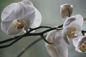 Blooming white orchid