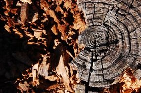 beaver felled tree