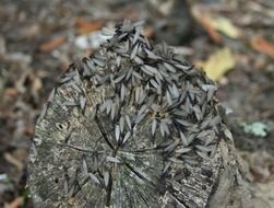 termites on a tree trunk