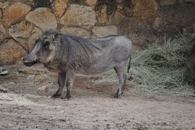 wild grey warthog portrait