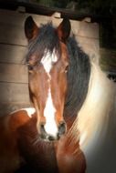 purebred foal in the sunlight