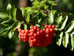 berries on a rowan branch