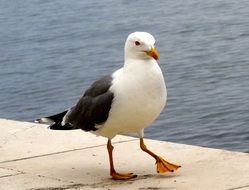 extraordinarily beautiful seagull