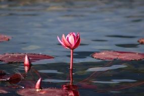 pink water lily in the garden