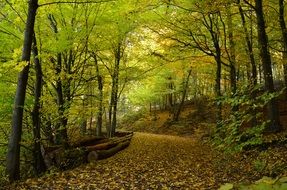 beautiful autumn forest path