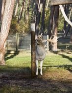 doe in a wildlife park