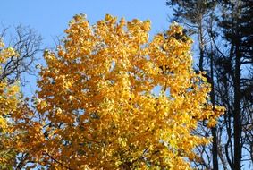 yellow tree in the cristina enea park