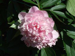 Photo of Pink bloom in nature