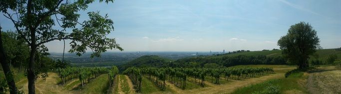 vineyards in Vienna