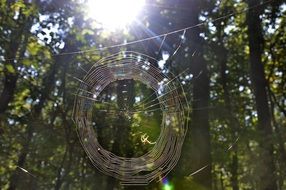spider web in the autumn forest