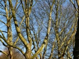 woven bare tree kids in autumn