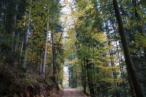 forest path autumn tree
