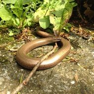 black orvet in nature