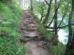 migratory path in a forest