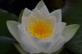 white water lily flower with rain drops