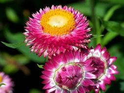 pink summer flowers in the sunlight