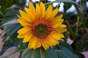 idyllic yellow sunflower macro