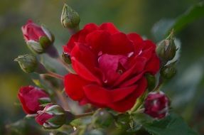 Close-up of the beautiful red roses