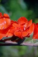 macro photo of red anemones plants