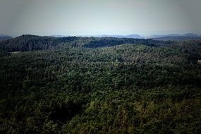 landscape of Hiking in the forest