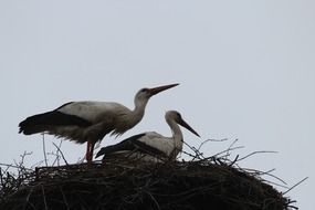 two storks in nest close up