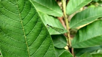 Closeup Picture of the dragonfly is on a leaf