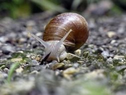 Brown snail mollusk macro photo