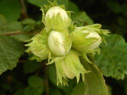 Hazelnuts on the tree