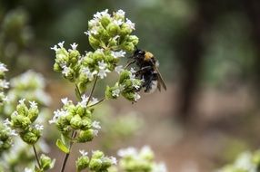 bee on a white umbrella plant