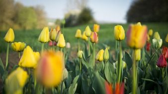 glade of yellow tulips close-up