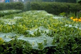 green bushes in a web close up