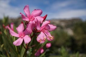 Pink flower in the field