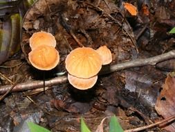 Toadstools in the forest