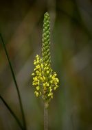 yellow elongated flower close-up on blurred background