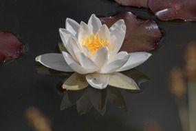 little water lily