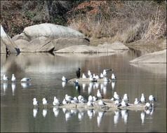 herd of seagulls on the rocks in the lake