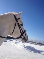 white horse stands in the snow