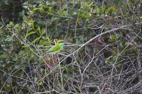 green bee-eater on a spring bush