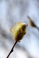 pussy willow bloom