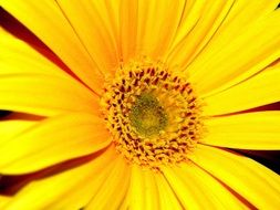 splendiferous yellow flowers