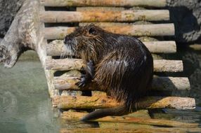 water rat with wet fur near water